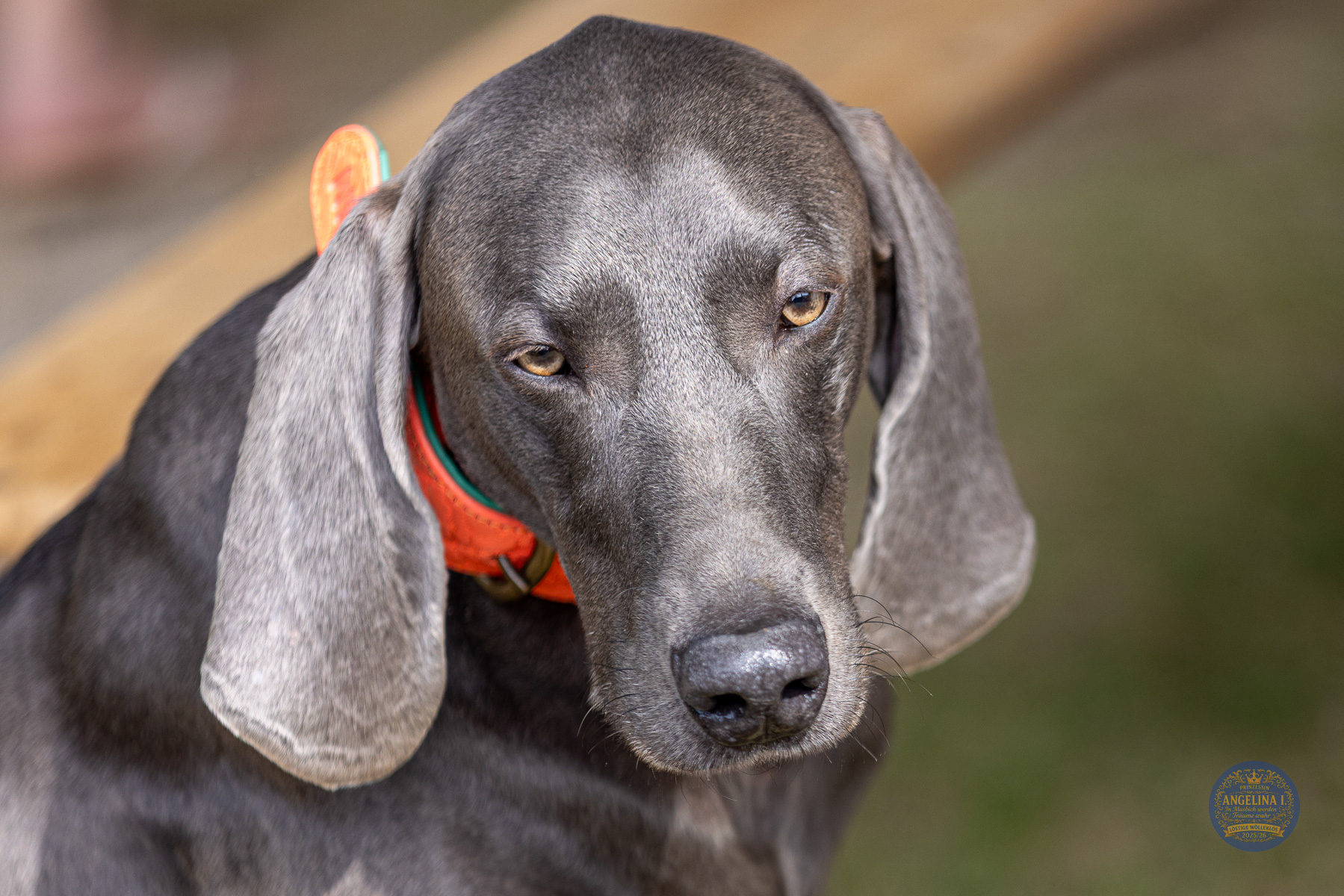 Bild vom Grillfest 2025